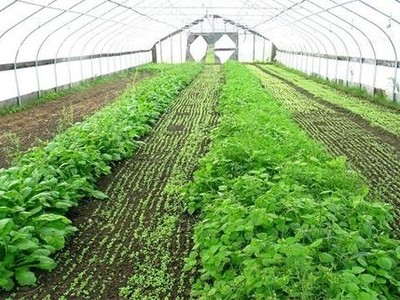 大棚种植什么蔬菜最赚钱?