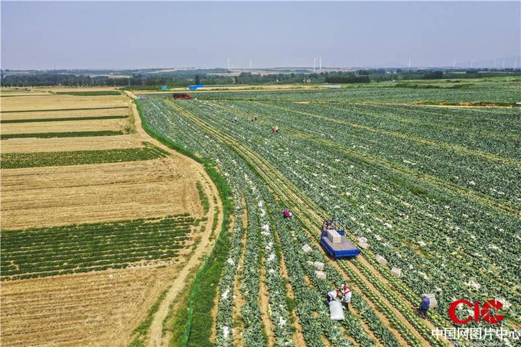 山东青岛:绿色蔬菜种植基地迎来首季蔬菜大丰收_图片中心_中国网