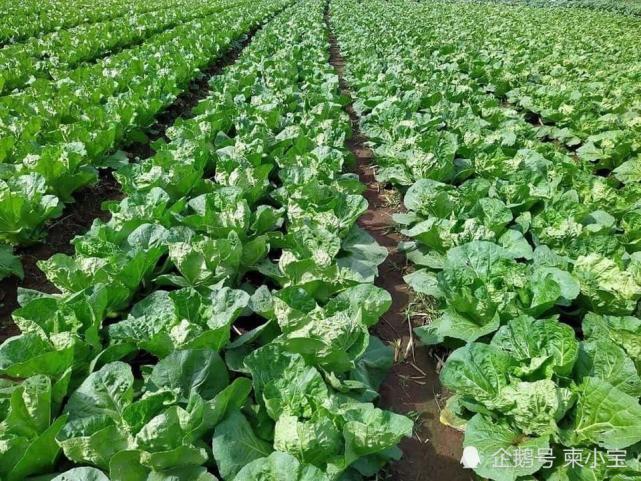 柬埔寨2020年蔬菜需求量100万吨,其中国内供应量70万吨
