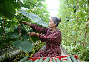 河北饶阳县蔬菜种植面积达40余万亩 图