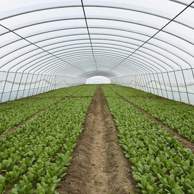 有机蔬菜种植大棚,农业有机蔬菜种植大棚,有机蔬菜种植大棚厂家