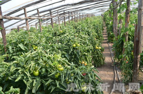 东方红镇 季节性蔬菜种植带动农民增收