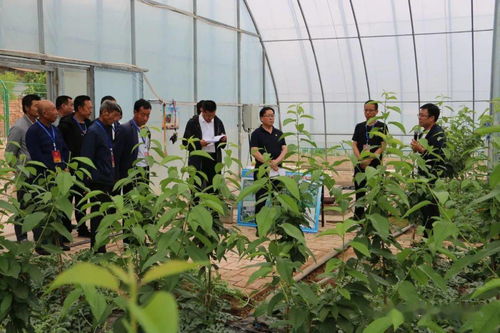 县农业产业人大代表小组蔬菜产业课题组开展蔬菜种植管理技术培训活动