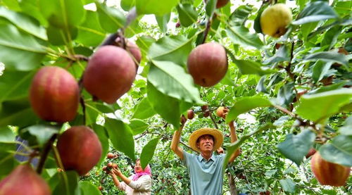 万吨早酥梨喜丰收 张掖 绿果果 香飘海内外凤凰网甘肃 凤凰网