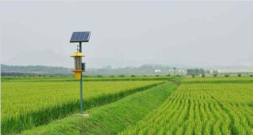 巢湖市营养学会富有机硒胚芽水稻种植成功喜获丰收...