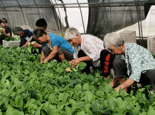 阜阳这个村,靠种菜致富