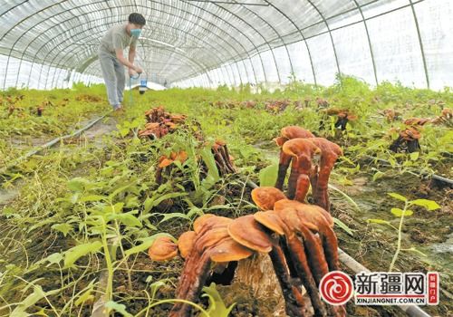 希望的田野上幸福花开