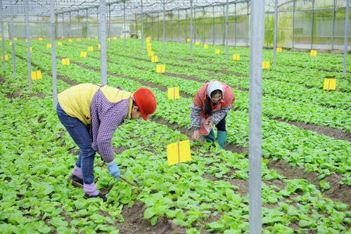 供应不停歇 韶关始兴大湾区 菜篮子 生产基地初春种植忙