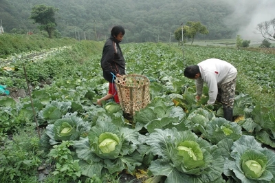 菜农惊叹:产能过剩,如何解决滞销问题?看完这几个案例,就全明白了!