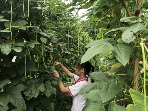 金华一学校开劳作课让学生自主种果蔬,庆丰收 食堂加菜