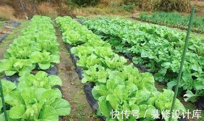 用这个方法给白菜萝卜施肥太高明,防虫还高产,适合所有蔬菜