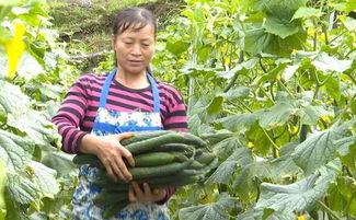 离城区不远的这个村,精品蔬菜种植态势好