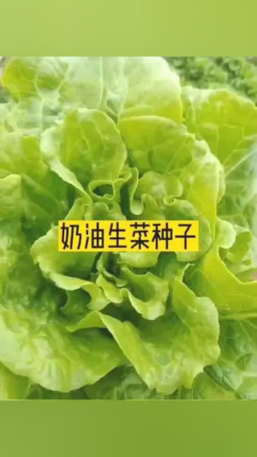 好吃的奶油生菜 种子 阳台种植 在家种菜 蔬菜种子 农业种植 蔬菜种植 优质农产品