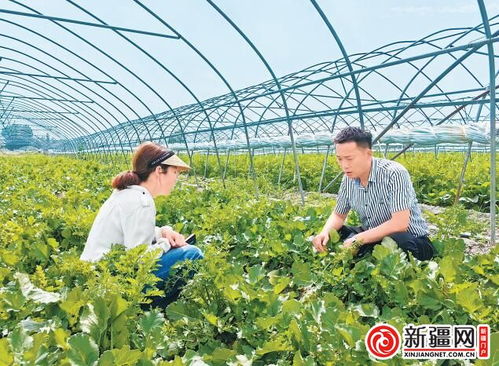 从卖菜到种菜,看他探索农业三产融合