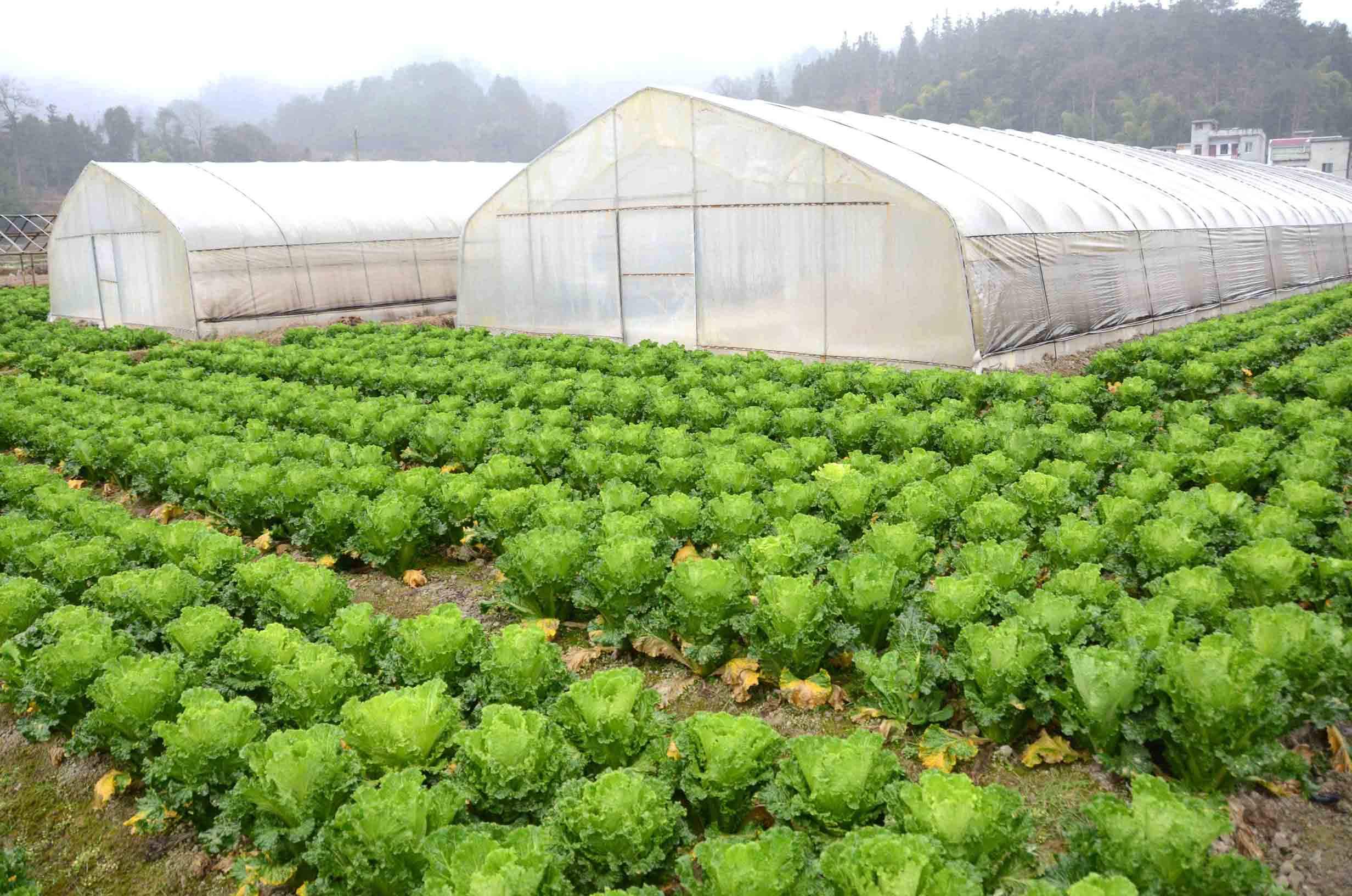 宁阳华丰镇:大棚蔬菜春耕忙|蔬菜大棚|蔬菜种植_网易订阅