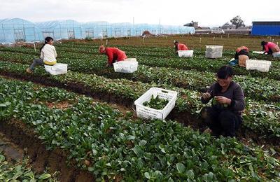 规范化种植精品蔬菜远销广深港